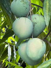 Load image into Gallery viewer, Mango - KENT SEEDLING