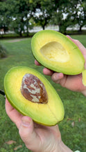 Load image into Gallery viewer, Avocado - Black Prince (Aug-Oct)
