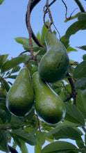 Load image into Gallery viewer, Avocado - Russell
