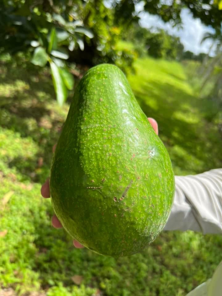 Avocado - Pollock (Jun-Aug)