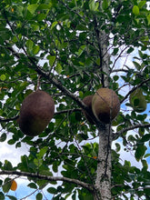 Load image into Gallery viewer, Jackfruit - Crunchy