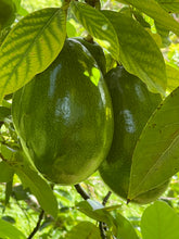 Load image into Gallery viewer, Avocado - Donnie