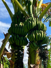 Load image into Gallery viewer, Banana - Flower