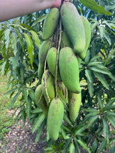 Load image into Gallery viewer, Mango - MUN KUN SI