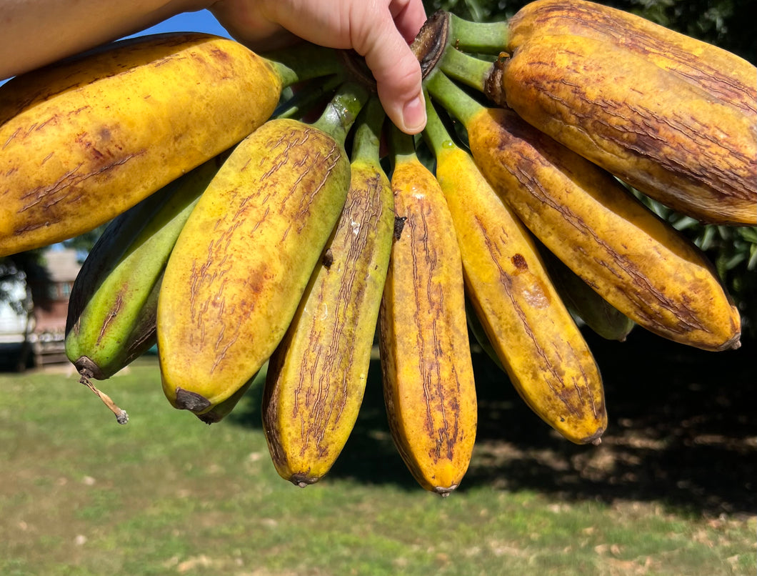 Bananas - Fe'i