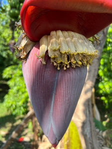 Banana - Flower