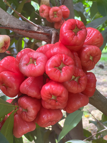 Wax Apple - Red