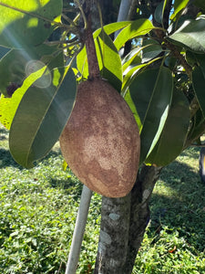 Sapodilla - Gigantia