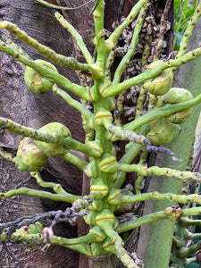 Coconut - Dwarf Malayan