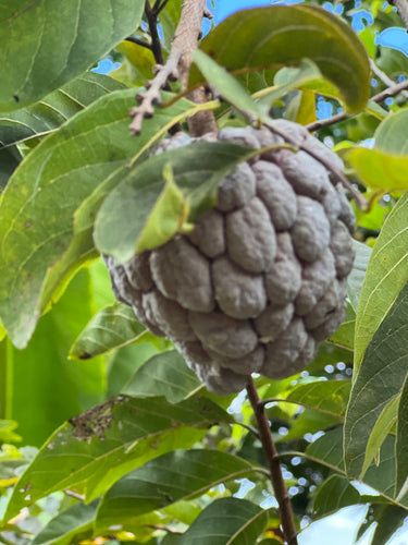 Sugar Apple - Purple and Green mixed