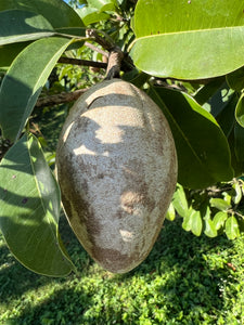 Sapodilla - Gigantia