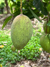 Load image into Gallery viewer, Mango - PREMIUM MANGO MIXED BOX (PRE-SALE)