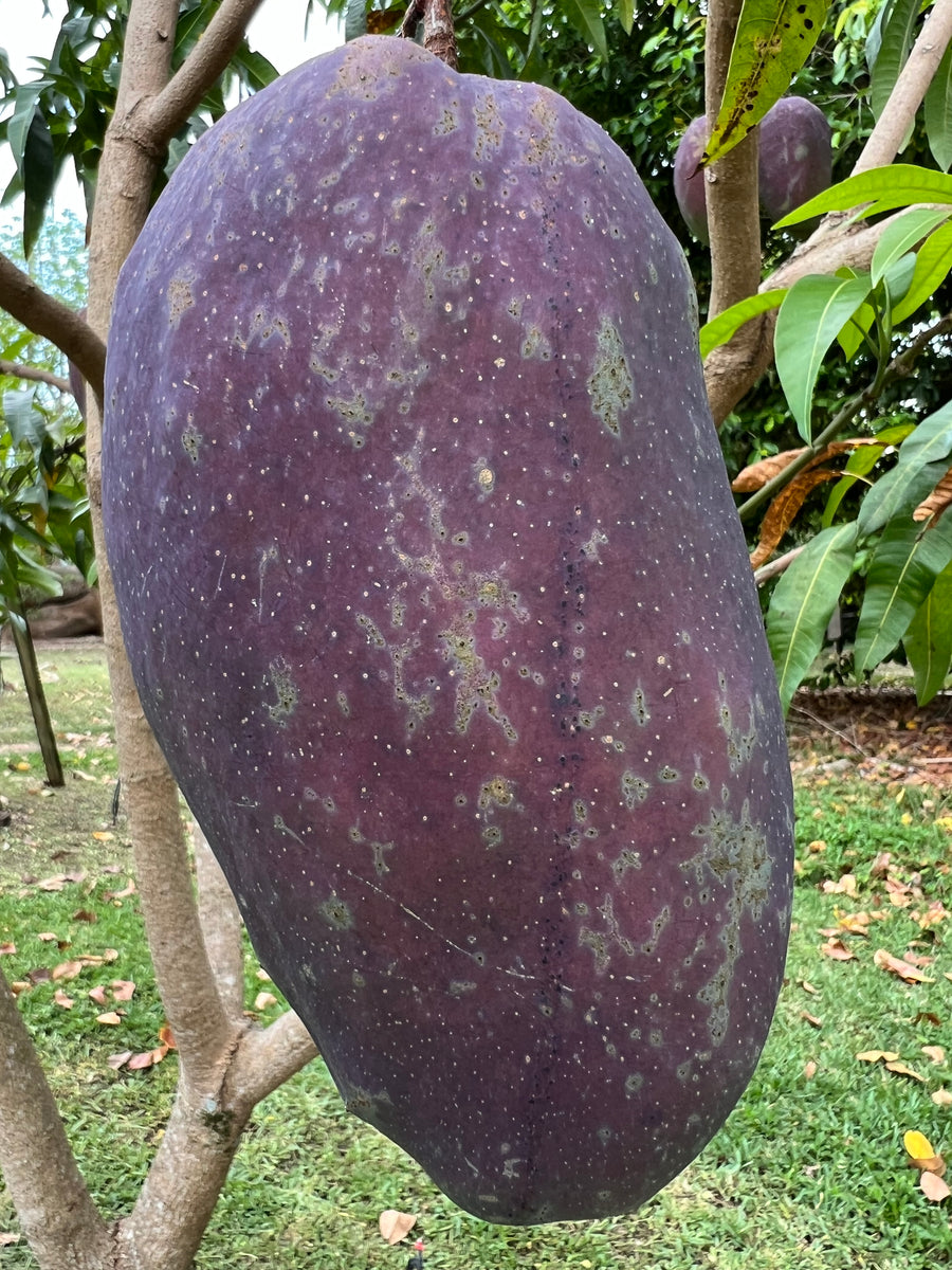 Mango - Purple Thai – JamyMango