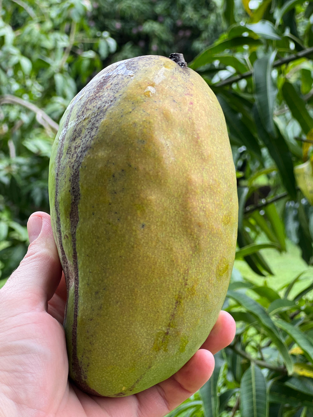 Mango - Rosigold