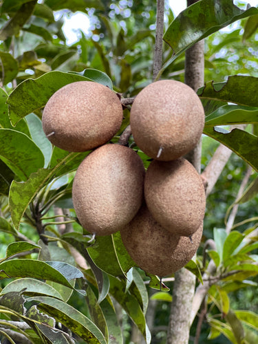 Sapodilla - Makok