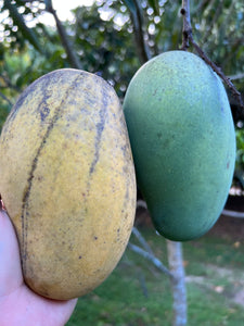 Mango - Mallika