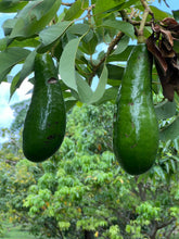 Load image into Gallery viewer, Avocado - Russell