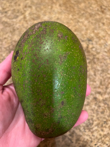 Mango - East Indian (Jul)