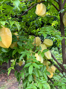 Star Fruit - Fwang Tung (Aug-Dec)