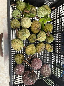 Sugar Apple - Purple and Green mixed