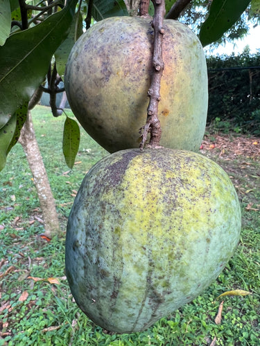 Mango - Sweet Tart