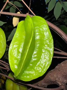 Star Fruit - Green Kari (Aug-Dec)