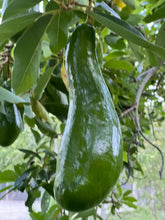Load image into Gallery viewer, Avocado - Russell