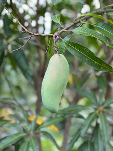 Mango - Mahachanok