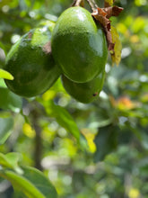 Load image into Gallery viewer, Avocado - Donnie