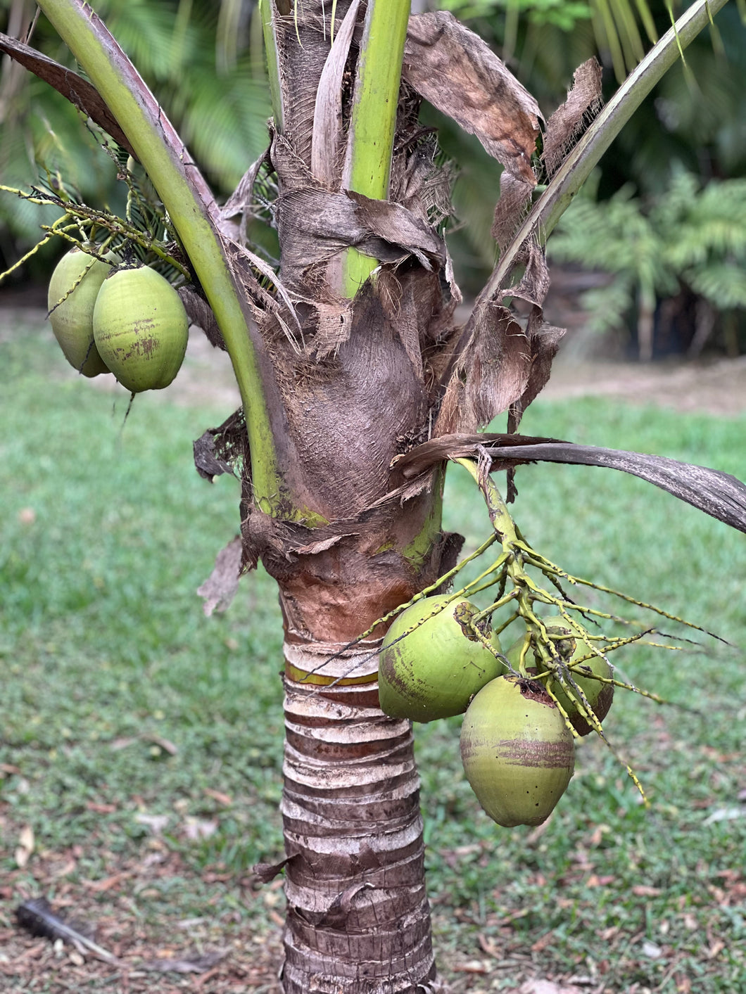 Coconut - Dwarf Malayan