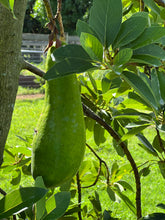 Load image into Gallery viewer, Avocado - Russell