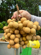 Load image into Gallery viewer, Longan - Kohala (July-August)