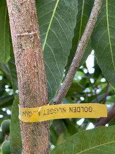 Loquat - Golden Nugget