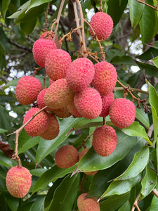 Lychee - Mauritius (May-Jun)