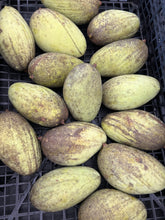 Load image into Gallery viewer, Mango - ORANGE SHERBET