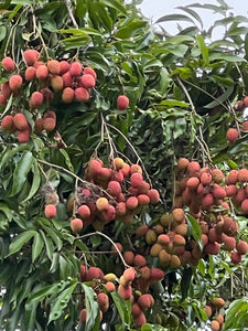 Lychee - Mauritius (May-Jun)