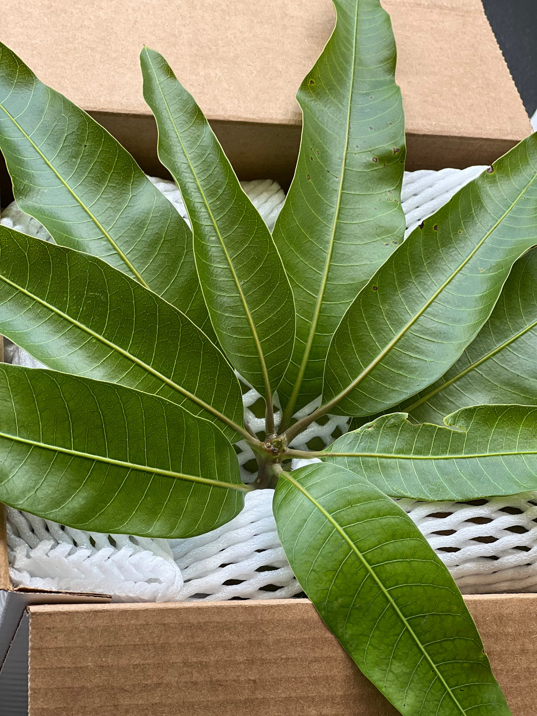 Mango Leaves - Fresh