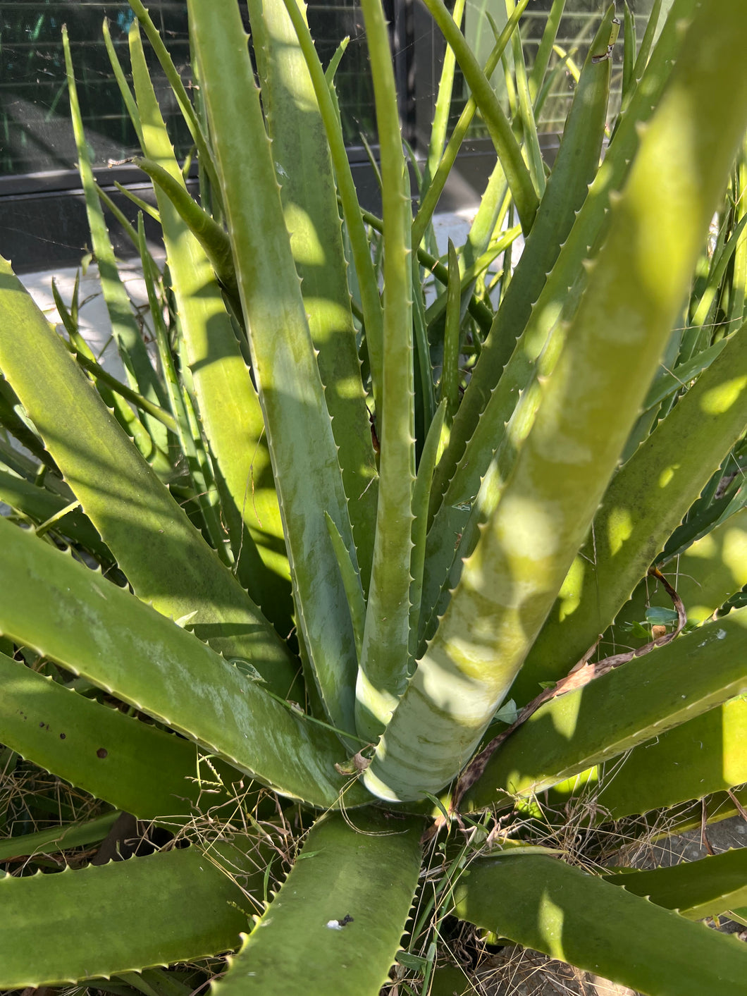 Aloe Vera Leaves