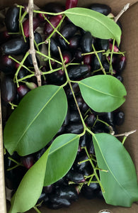 Jamun (Jul-Sep)