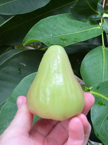 Wax Apple - Green Diamond