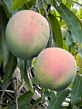 Load image into Gallery viewer, Mango - KENT SEEDLING