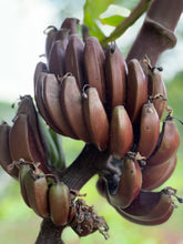 Load image into Gallery viewer, Bananas - Cuban Red