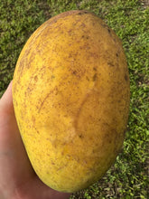 Load image into Gallery viewer, Mango - LEMON ZEST