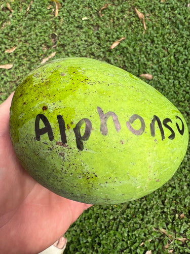 Mango - Alphonso (Jul)