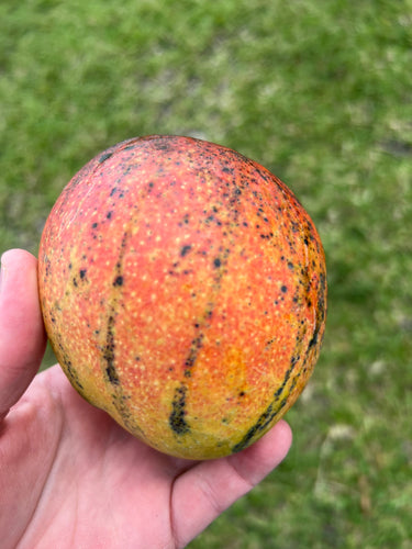 Mango - Haden