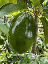 Load image into Gallery viewer, Avocado - Donnie