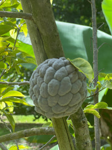 Sugar Apple - Purple and Green mixed