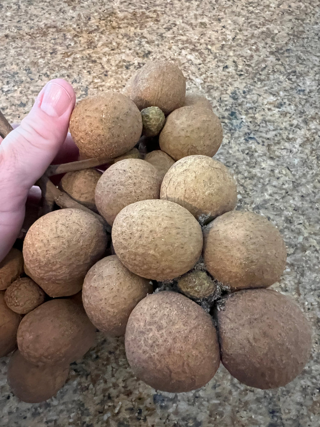 Longan - Biew Kiew