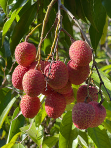 Lychee - Mauritius (May-Jun)