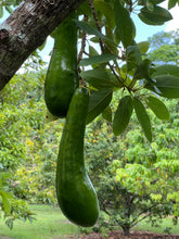 Load image into Gallery viewer, Avocado - Russell